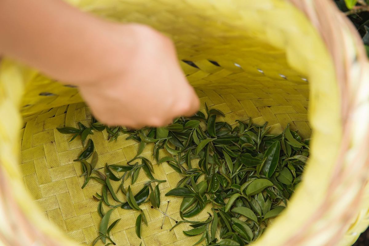 「Tian Fang Tea Store」 is the tea making family run by five generations in Sanxia doing production and sales in their own tea farm.  | Taipei Cultural experience | CAN Culture