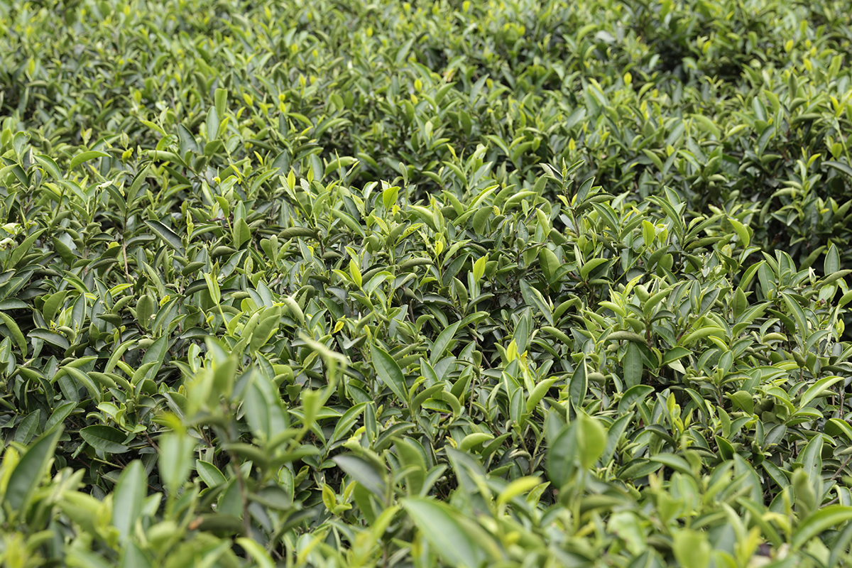 甘樂茶品 許多人熱愛的三峽碧螺春系列甜點，其中的靈魂風味—碧螺春綠茶，就是來自三峽天芳茶行！ | 甘樂食堂下午茶 | 古厝裡的美味時光