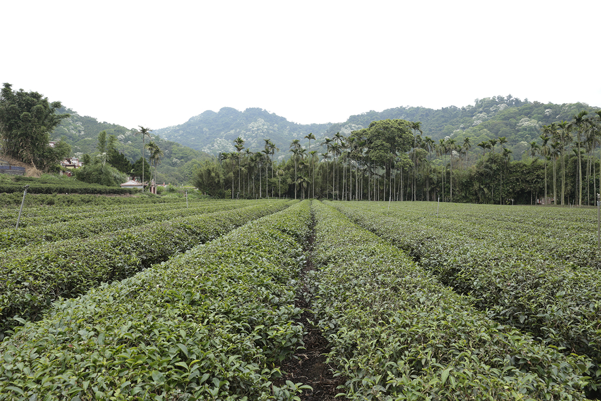 甘樂茶品 許多人熱愛的三峽碧螺春系列甜點，其中的靈魂風味—碧螺春綠茶，就是來自三峽天芳茶行！ | 甘樂食堂下午茶 | 古厝裡的美味時光