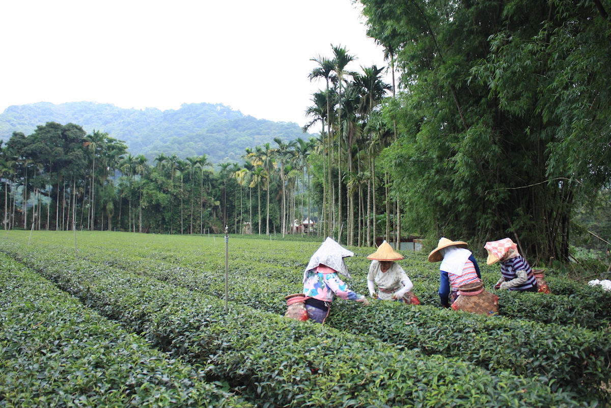 日光封存的茶香，三峽獨有的古法柚子茶 柚子茶是將比較酸的柚子果肉挖出來，放入中藥及茶葉，蓋上柚子蓋後再進行蒸、曬反覆的程序，直到把柚子所有的水分的逼出來。 | 甘樂食堂下午茶 | 古厝裡的美味時光