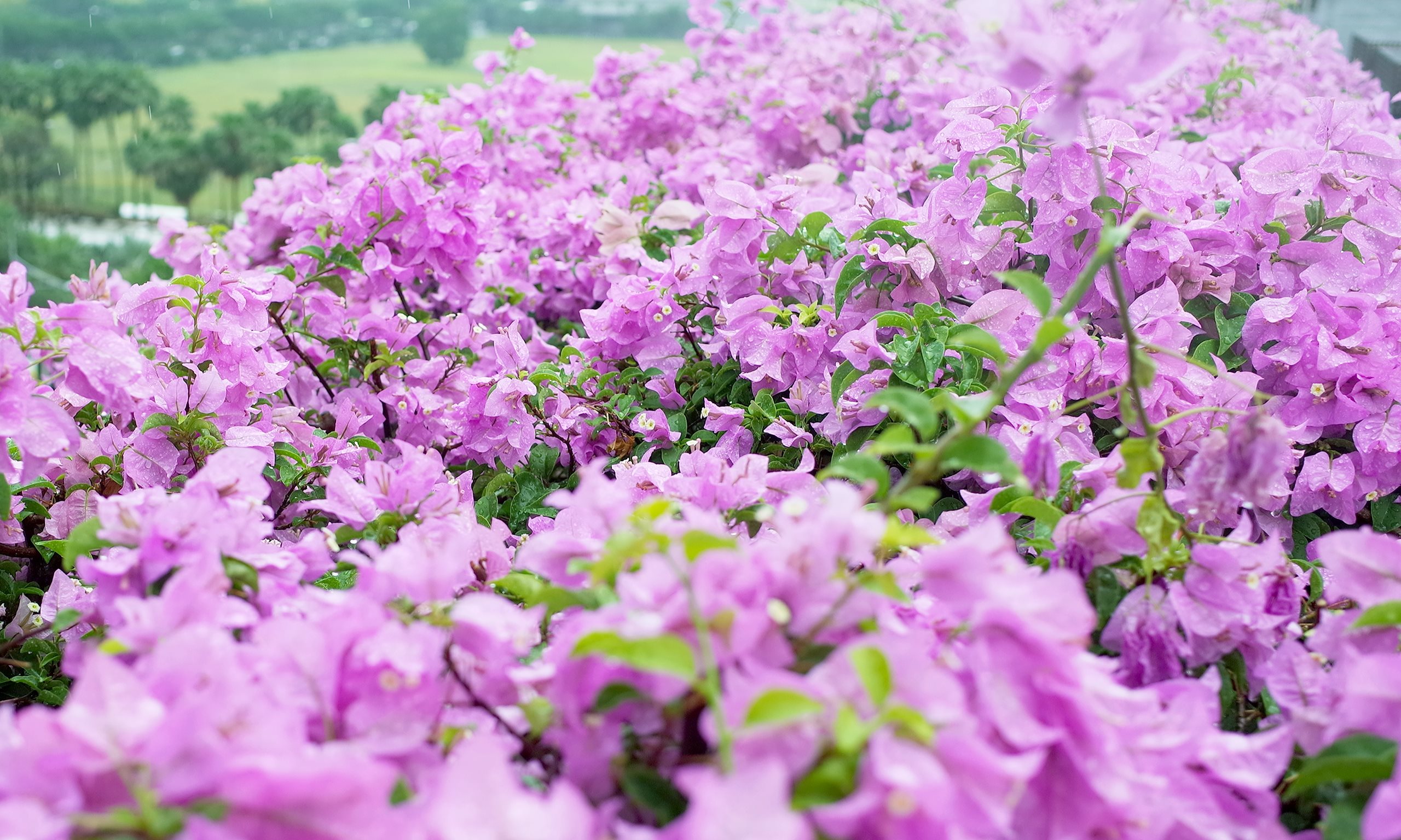  Hello Spring！ Go on a picnic 來場春天的輕旅行！