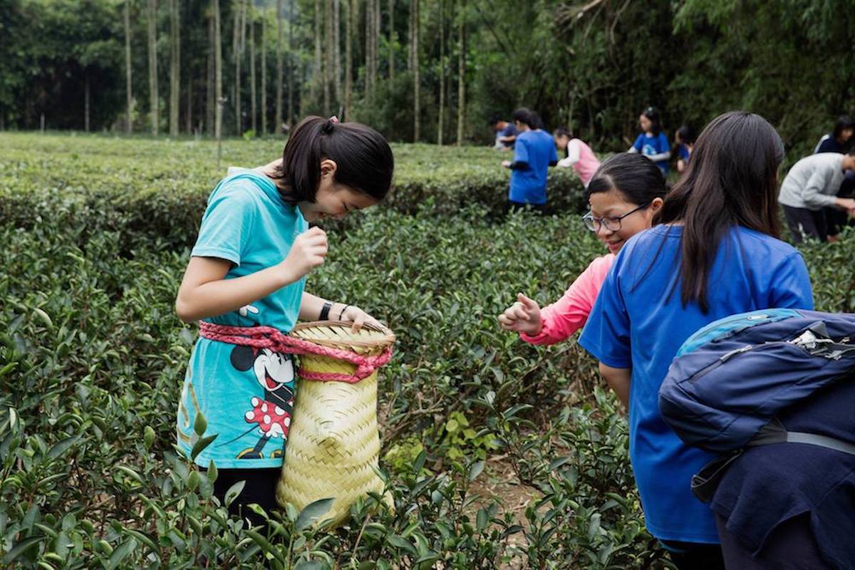 由「天芳茶行」傳承五代的製茶世家在地職人帶您一起認識，香氣清揚明顯、滋味鮮爽甘甜的三峽碧螺春歷史、特色，體驗茶農生活日常的旅人，零距離的茶園體驗，一趟五感認知茶人生活日常的旅程。 - 採茶體驗DIY -  | 合習聚落 | 甘樂文創 | 甘之如飴，樂在其中