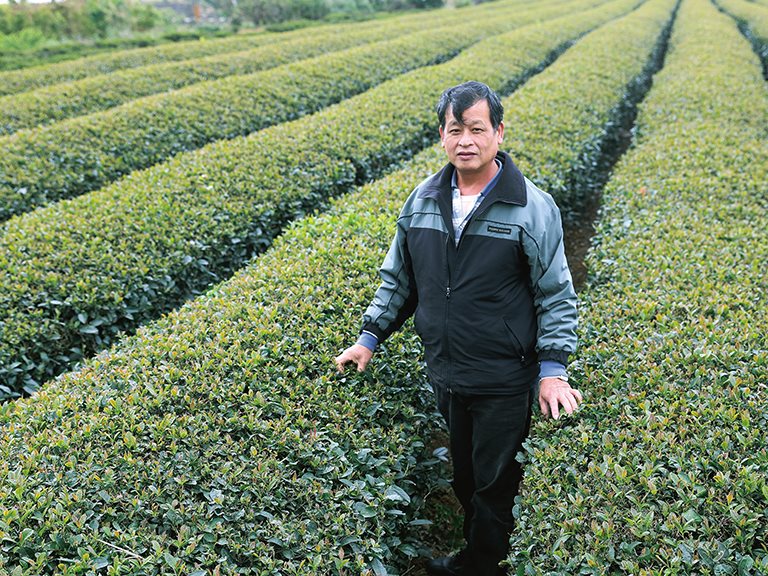 臺灣最北茶鄉 醞釀獨特濃甘茶氣 / 陳正萬