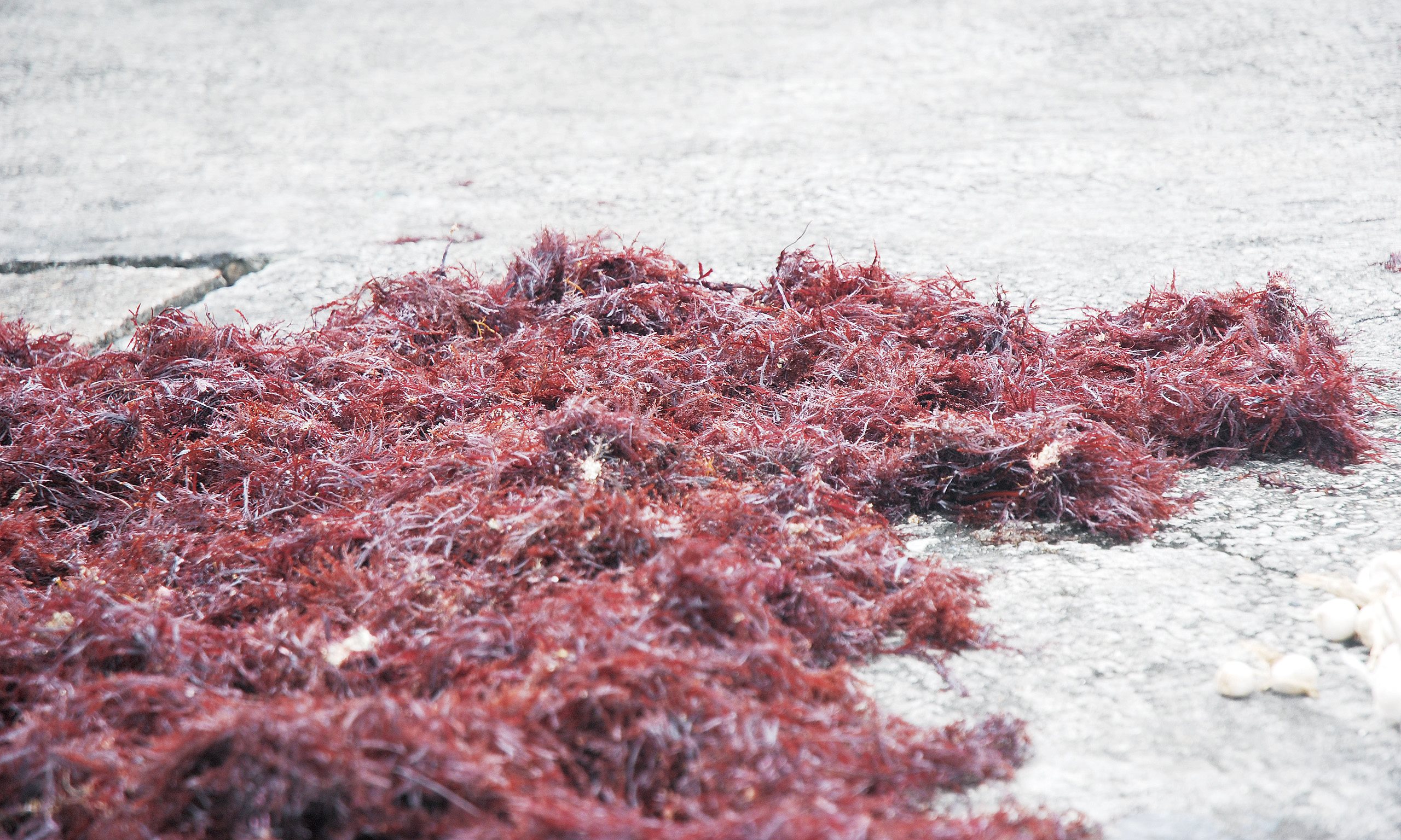 [貢寮] 除了海景，另一種海邊故鄉的記憶 －  石花菜鋪成的天然絨毯
