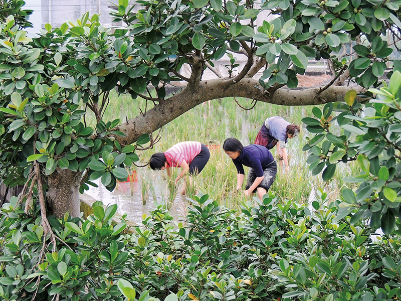 巴奈原本在音樂肢體劇場工作，表演中的即興創作本來就不陌生，2012年巴奈才真正開始背起吉他用音樂記錄下自己的故事和所聞所見。高依璇在工作之餘播彈吉他寫寫歌是生活的情感托付，個性有些互補，卻都希望跳脫常軌，兩人因為參與工作坊相遇，一見如故。 | 甘樂誌 | 甘樂文創 | 甘之如飴，樂在其中