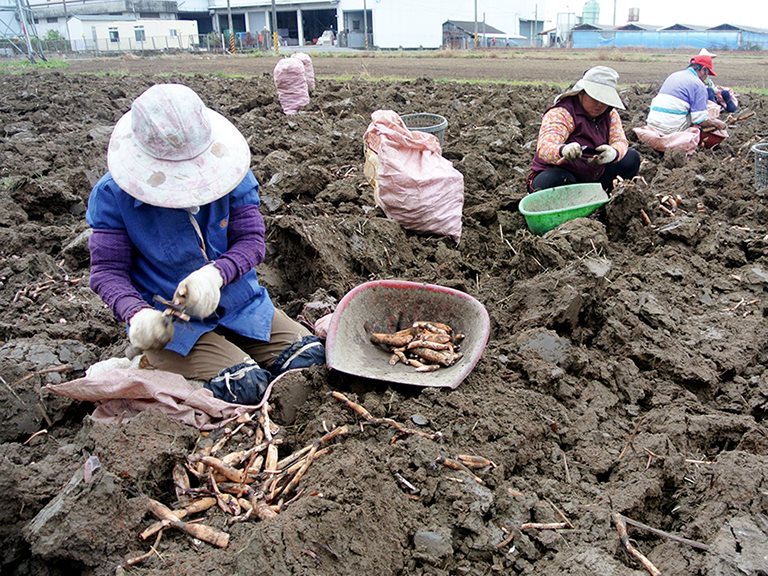 藕香傳白河，豔陽下片片雪花飄