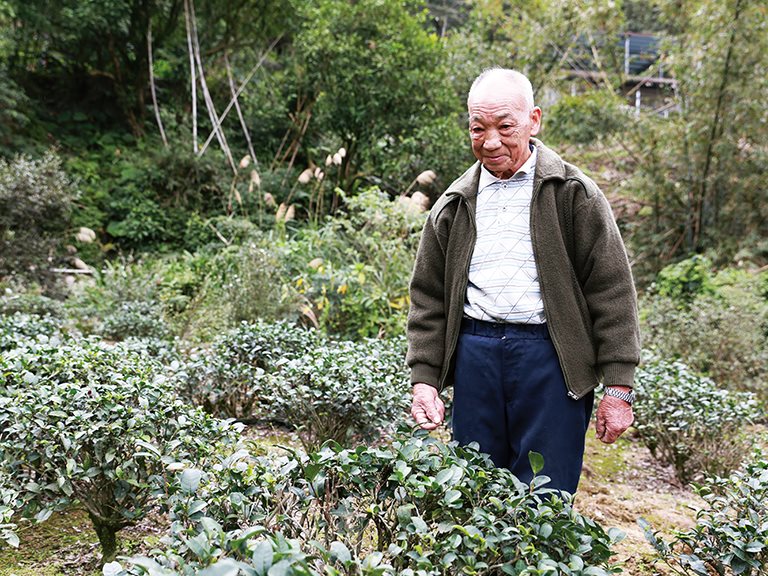 超越一甲子的美人茶香 / 許德