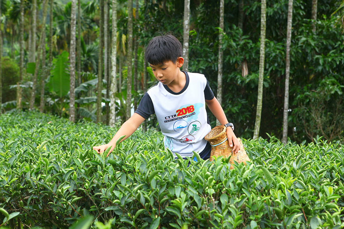 透過手工製茶的步驟，培養孩子團隊合作共同合作製出好茶。首先要用眼睛觀察辨別可以摘採的茶葉，接著炒茶注意茶香的改變，把握時間認真揉茶，最後學習如何泡一杯好茶，計算沖泡的時間以及觀察茶色的深淺變化，接著慢慢品嚐一杯好茶，感受茶香在嘴裡擴散回甘的獨特體驗，試著嘗試不同的茶的獨特性以及香氣，透過團隊分享，說出自己所感受到的，以及其他人所體會到的，一連貫的產地到餐桌巡禮，一起來泡一杯好茶吧！ | 甘樂文創 | 甘之如飴，樂在其中