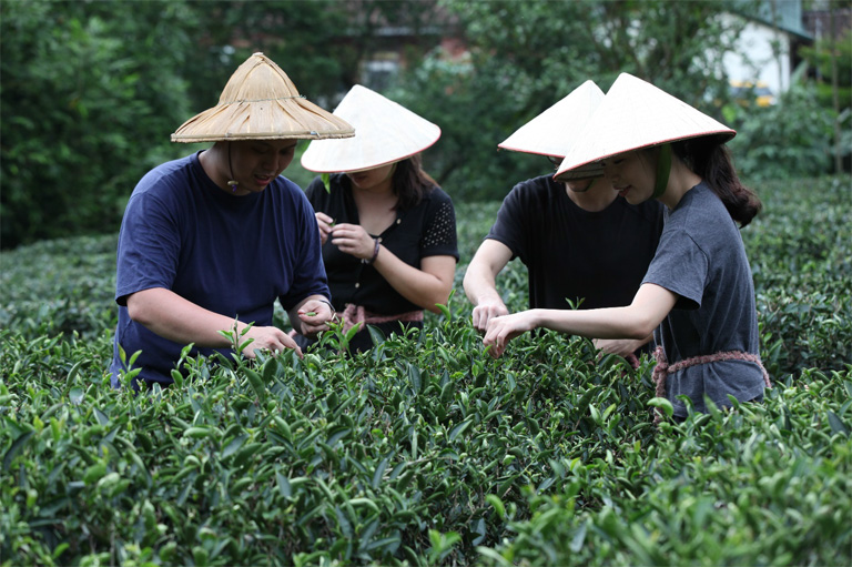 碧螺春製茶課程 三峽是台灣唯一出產「碧螺春」的茶產地，其因氣候環境適合茶樹「青心柑仔」生長，在海拔200公尺丘陵有機茶園的礫質與砂質壤土上，凝聚了春日的嫩翠芬芳和時雨的甘甜清香，趁著一年中炒製上等綠茶的最佳時機，匯集手摘的條索型茶葉，成就清甜、充滿生命力且回甘的三峽碧螺春。 | 甘樂文創 | 甘之如飴，樂在其中