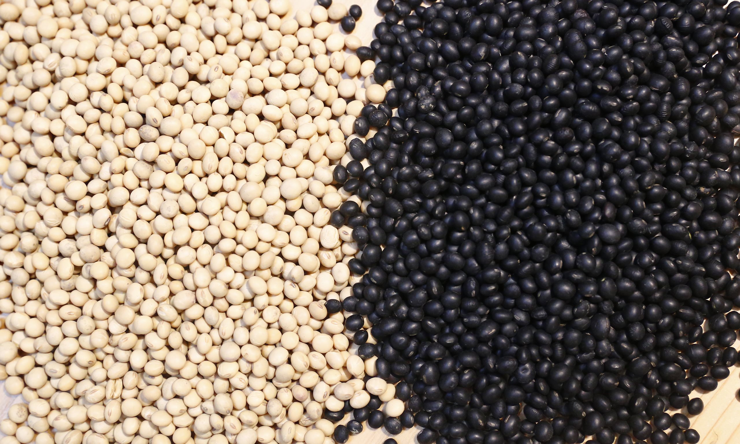 黑豆漿和黃豆漿的營養價值比一比，你知道黑豆漿含有花青素嗎？