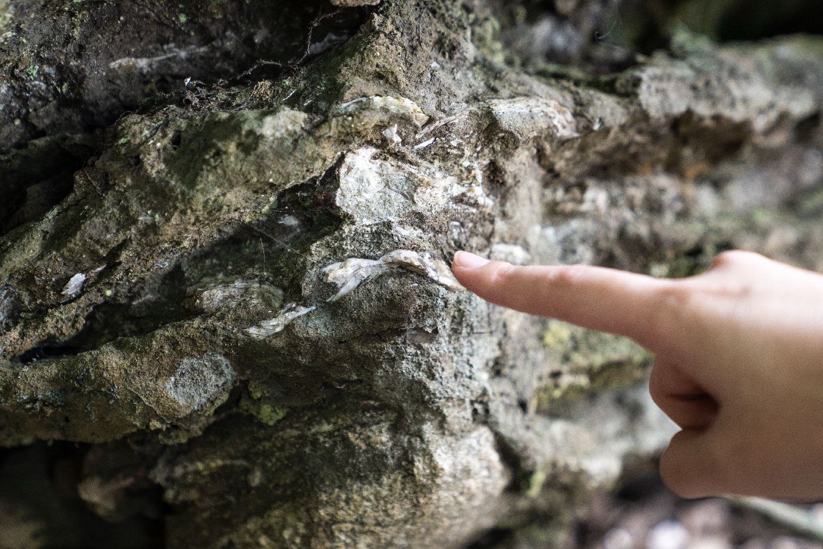 鳶山也具有美麗有趣的郊山生態，沿途探索植物之美，低下雙眼見看豐富生態，旅程將由甘樂文旅導覽帶領體驗時光回溯，探索從近代史到2千4百萬年前的地質與化石，認識世界級稀有的自然沉積石-三峽文石。並從特殊地形了解地質形成的過程。 | 甘樂文創 | 甘之如飴，樂在其中