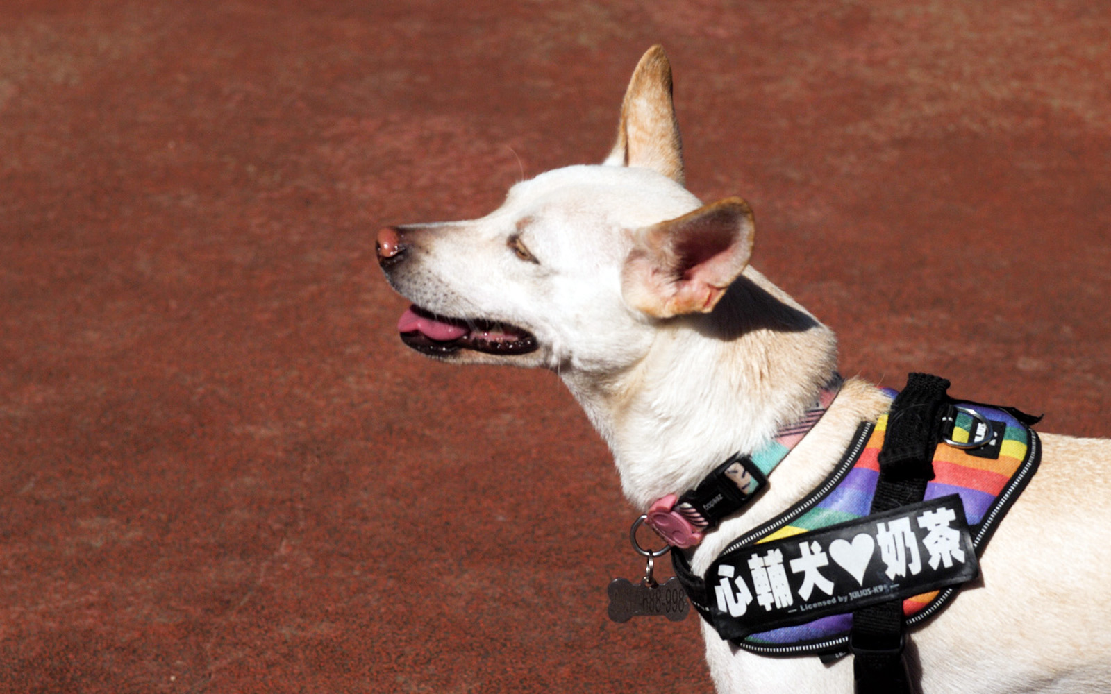 心輔犬心流幸福研究室的創辦人陳奕君，過去曾在美國生活，愛上了紐約中央公園中人犬間互動的活力與美好，為了追求這富含溫度與靠近人心的工作，她辭去了使用者體驗工程師的工作，投入導盲犬培訓的行業，也因此結識了投身導盲犬工作十二年、具備國際訓練師資格的鍾皓羽，兩人一見如故，決心要一起貢獻微薄的力量 | 甘樂小村長 | 忠實紀錄台灣鄉鎮默默耕耘的地方故事