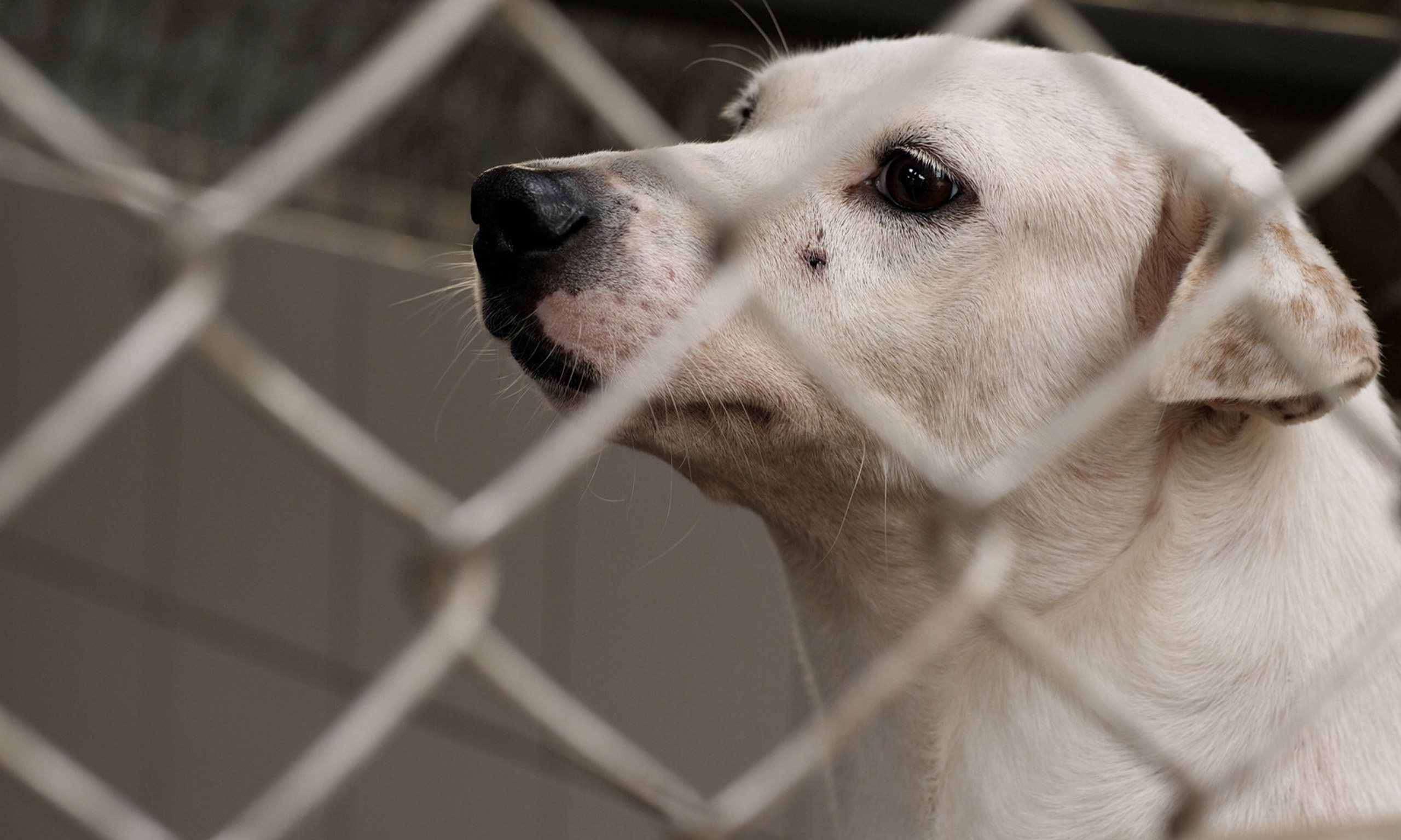 【新北】療育人心的工作犬，在人犬的互動中學習成長的旅程 | 心輔犬心流幸福研究室