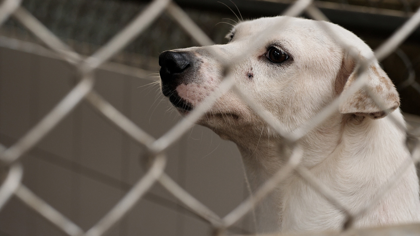 心輔犬心流幸福研究室的創辦人陳奕君，過去曾在美國生活，愛上了紐約中央公園中人犬間互動的活力與美好，為了追求這富含溫度與靠近人心的工作，她辭去了使用者體驗工程師的工作，投入導盲犬培訓的行業，也因此結識了投身導盲犬工作十二年、具備國際訓練師資格的鍾皓羽，兩人一見如故，決心要一起貢獻微薄的力量 | 甘樂小村長 | 忠實紀錄台灣鄉鎮默默耕耘的地方故事