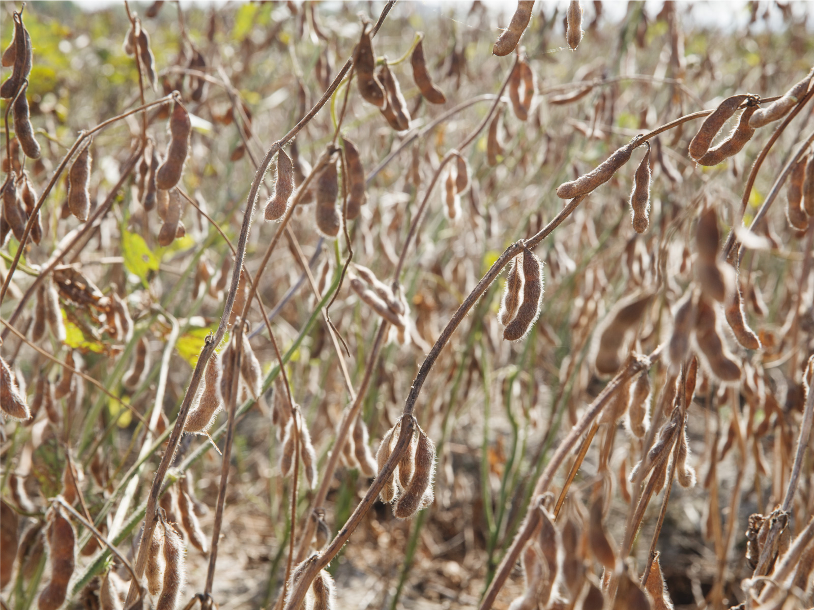 禾乃川使用碳足跡盤查認證之國產大豆原料。以不曾停止嘗試可減少碳排又可提供美味健康飲食的方法，所以無論如何都堅持使用本地小農以友善農法栽種、低交通運送碳排、透明可溯源的100%台灣國產豆為原料，這是對土地永續的重視，更是禾乃川產品永續的價值。 | 改變生命的豆漿店 | 禾乃川國產豆製所