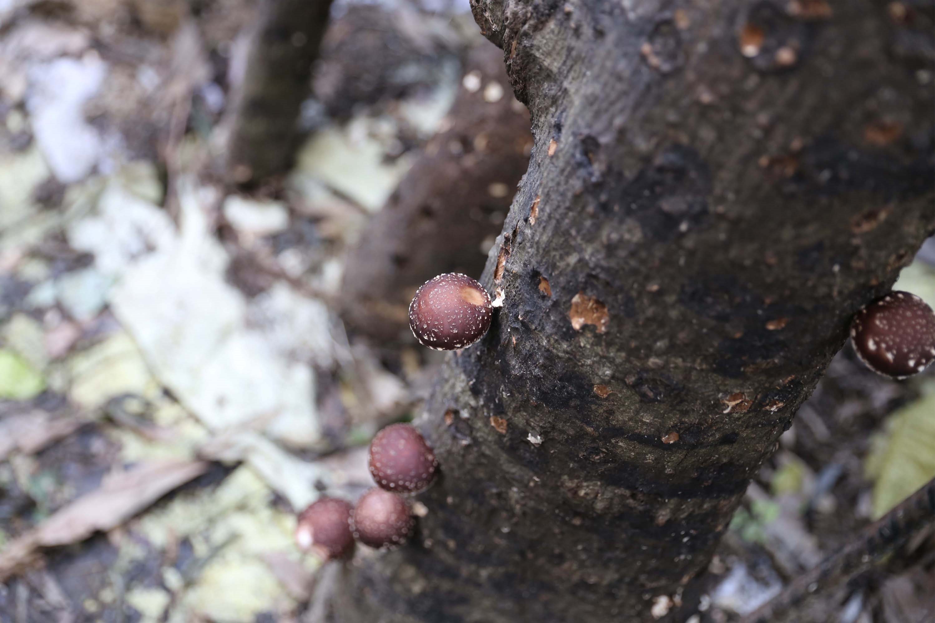 【新北 貢寮】堅持自然種植的覺醒滋味，實現從農場到餐桌的美味 / 自然覺醒農場 蕭言橦