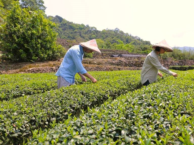 【新北 坪林】喝得苦中苦，方為人上人  先會挑嘴，才能製出好茶 / 田美茶園 翁依萍、翁治源