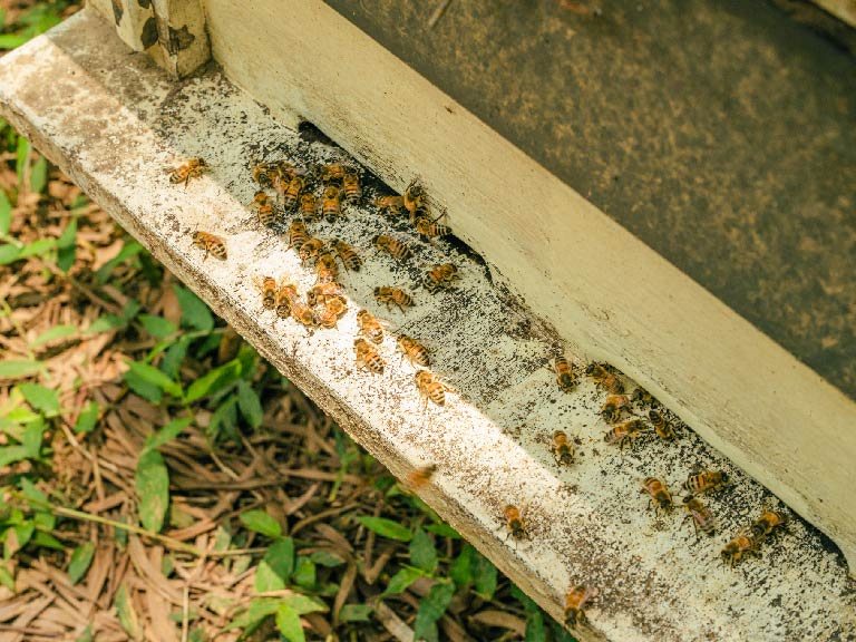 【新北 三芝】以自然農法打造綠色永續農場，創造蜂蜜行銷的新里程 / 牧蜂農莊 簡誌良、簡輔孝、簡武諺