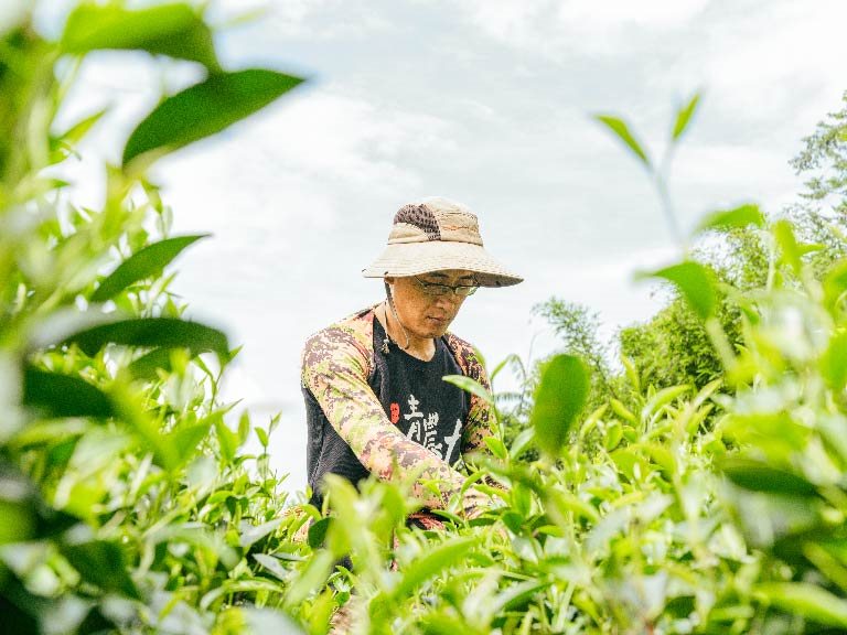 【新北 三峽】在製茶路上不斷精進，讓三峽經典好茶飄香 / 戴記茶坊 戴文祥