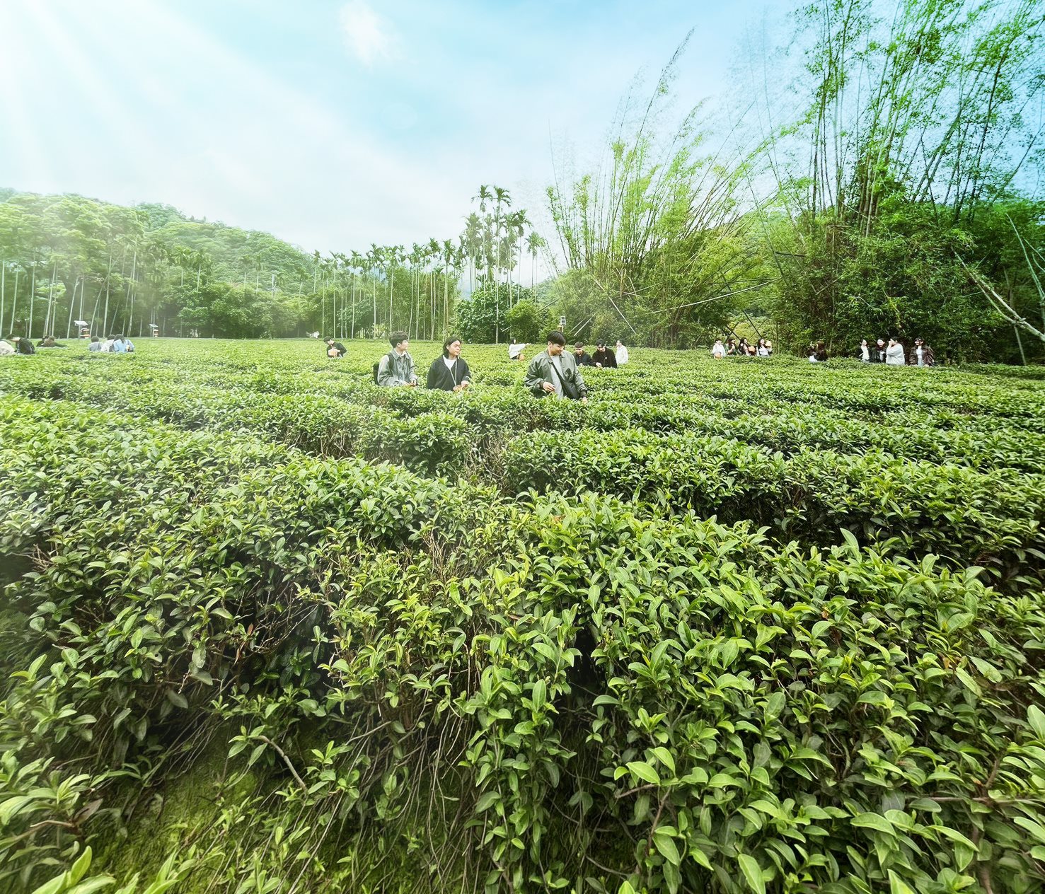 【三峽ESG旅行】陽光淨零走進百年聚落的脈動：資誠會計師事務所與甘樂文創的地方創生旅程